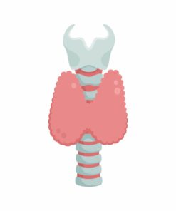 甲狀腺功能測試 Thyroid Function Test