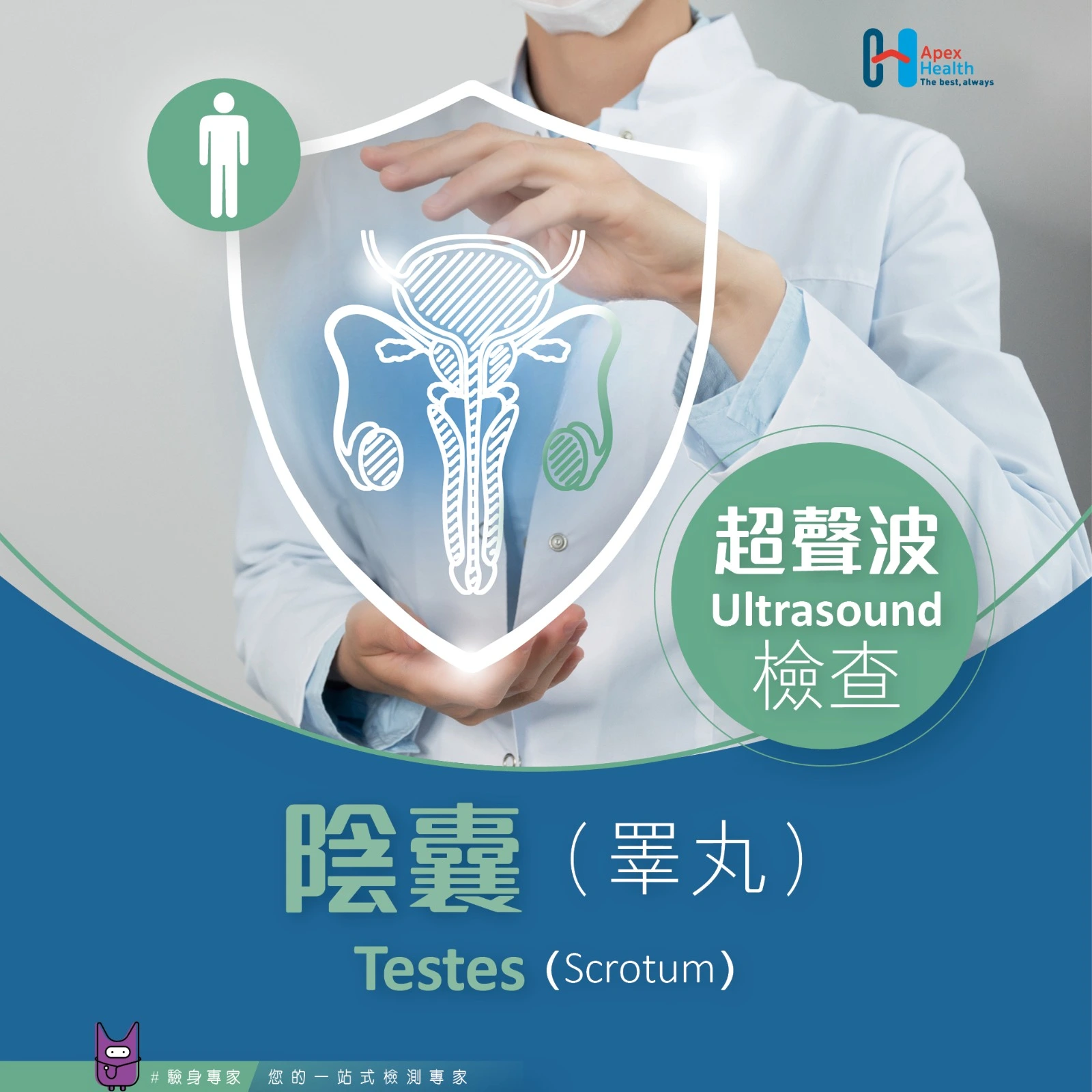 超聲波檢查 - 陰囊 (睪丸) Testes (Scrotum) Ultrasound 超聲波檢查 - 陰囊 (睪丸) Testes (Scrotum) Ultrasound